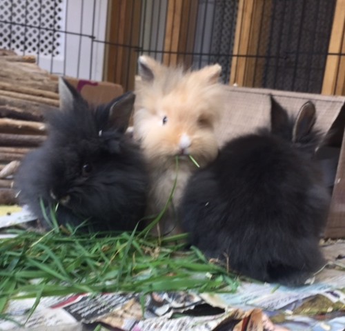 Real Live Easter Bunnies At Lodge Brothers Weybridge Branch Real Live Easter Bunnies At Lodge Brothers Weybridge Branch